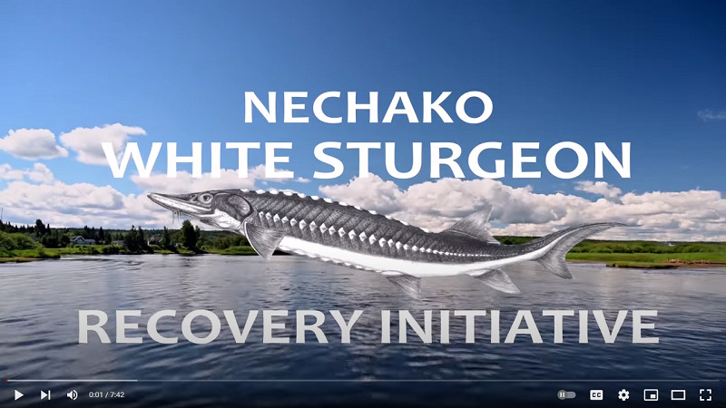 Nechako White Sturgeon Recovery Initiative (explainer video)