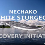 Nechako White Sturgeon Recovery Initiative