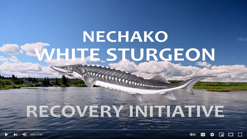 nechako-white-sturgeon-recovery-initiative-explainer-video